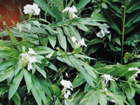 a Butterfly Lily plant in bloom, Hedychium coronarium