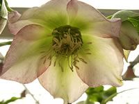 A White Christmas Rose Flower, Tipped with Pink