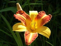 A Daylily Flower