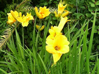 Lemon Yellow Flowers on a Daylily Plant