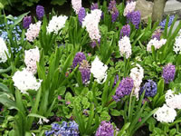 Hyacinths Blooming among Primrose Plants