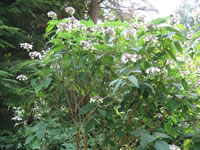 A Rough-leaf Hydrangea Growing in the Garden