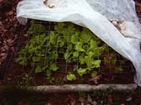 An easy to make Lettuce cage to protect seedlings