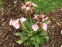 A Lewisia 'Little Plum' Blooming in the Garden