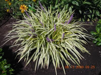 A Variegated Lily Turf Plant in Bloom, Liriope muscari