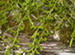 Club Moss Plant Creeping over the Ground, Lycopodium clavatum