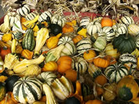 A Collection of Many Different Decorative Gourds, Cucurbita