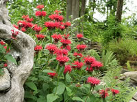 A Bee Balm Plant Blooming in the Garden