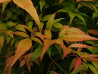 The Foliage of a Heavenly Bamboo Plant