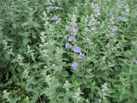 A Catmint plant in bloom, Nepeta faassenii