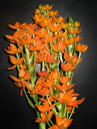 An Orange Star Plant in Bloom, Ornithogalum dubium
