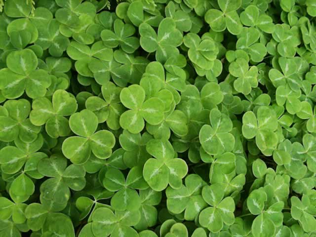 Oxalis Deppei Bulbs