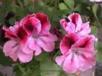 Pink Flowers on an Ivy Geranium in Bloom