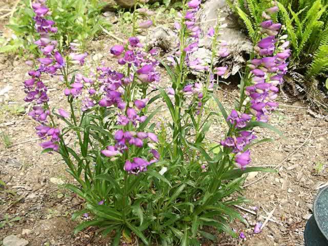 How to care for penstemon plants