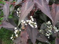 The Flowers and Foliage of a Red Dragon Tovara Plant