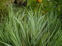 A Ribbon Grass Plant Growing in the Garden, Phalaris arundinacea