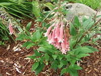A Pink Flowered Cape Fuchsia in Bloom, Phygelius capensis
