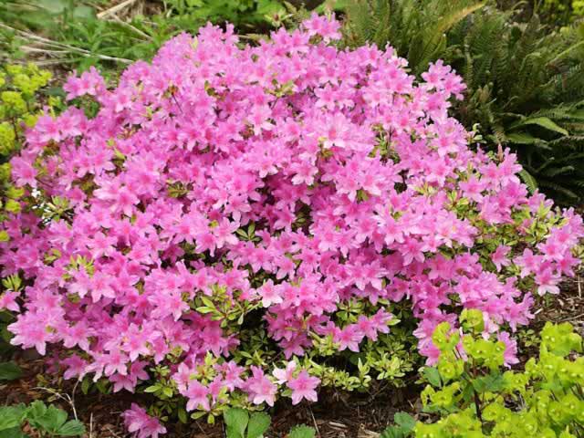 Common Garden Flowers Pink flowers, plants, and shrubs,their common name - garden helper Common Garden Flowers Pink flowers, plants, and shrubs,their common name - garden helper