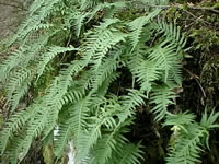 A Licorice Fern Growing in the Moss on a Maple Tree, Polypodium glycyrrhiza