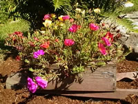 Moss Rose Plants Growing in a Wooden Planter, Portulaca