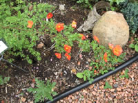 An Orange Flowering Potentilla Plant in the Garden