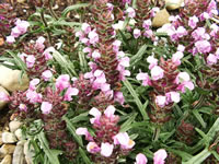 Self Heal flowers emerge purple but fade to pink with age