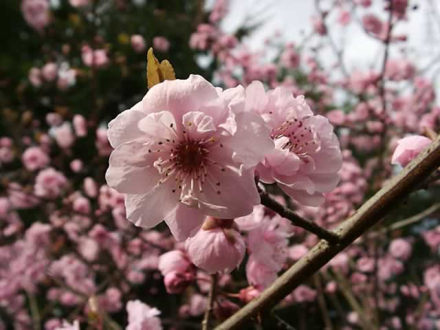 What is a flowering plum tree?