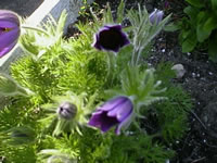 A Pasque Flower Plant Blooming in the Garden
