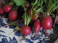 A Days Harvest of Red Radishes