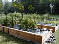 Raised Planting Beds filled with Tomato Plants and Vegetables