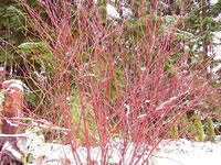 A Red Twig Dogwood in Winter, Cornus stolonifera