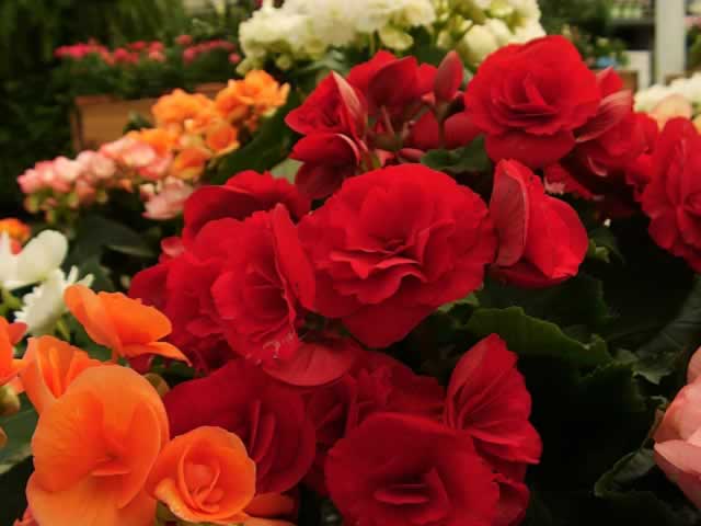 Bulb Growing Requirements, Planting Times, Depths and ...