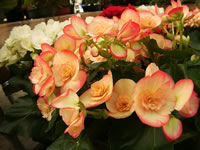 This Reiger Begonia Has White Flowers Edged in Pink