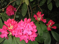 A Bright Red Rhododendron catawbiensis Blooming in Spring