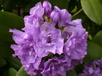 Rhododendron fastuosum Flore Pleno
