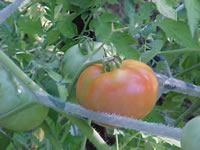 Tomatoes Ripening on the Vine