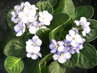 White African Violet Flowers with Frilled Purple Edges