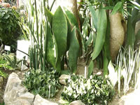 A Collection of Different Snake Plants, Sansevieria trifasciata