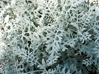 The Foliage of a Dusty Miller Plant