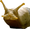 A North American Banana Slug Doesn't Eat Growing Plants