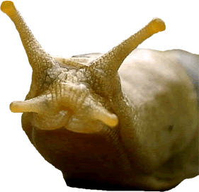 Beware... The Shlug