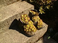 A Dish Garden for Hens and Chicks, made from old Boots