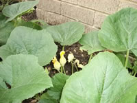 Male Squash Blossoms