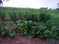 Squash vines growing in the vegetable garden