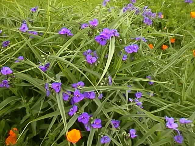 Spiderworts How To Grow And Care For Spiderwort Plants Tradescantia Andersoniana Garden Helper Gardening Questions And Answers,How To Keep Cats Away From Your House
