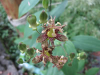 The Flowers of a Toad Lily Plant, Tricyrtis hirta