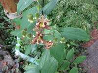 A Toad Lily Plant Growing in the Garden