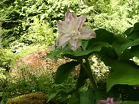 A Pink, Double Flowered Trillium