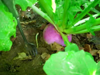 A Turnip Growing in the Garden