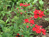 Verbena x hybrida